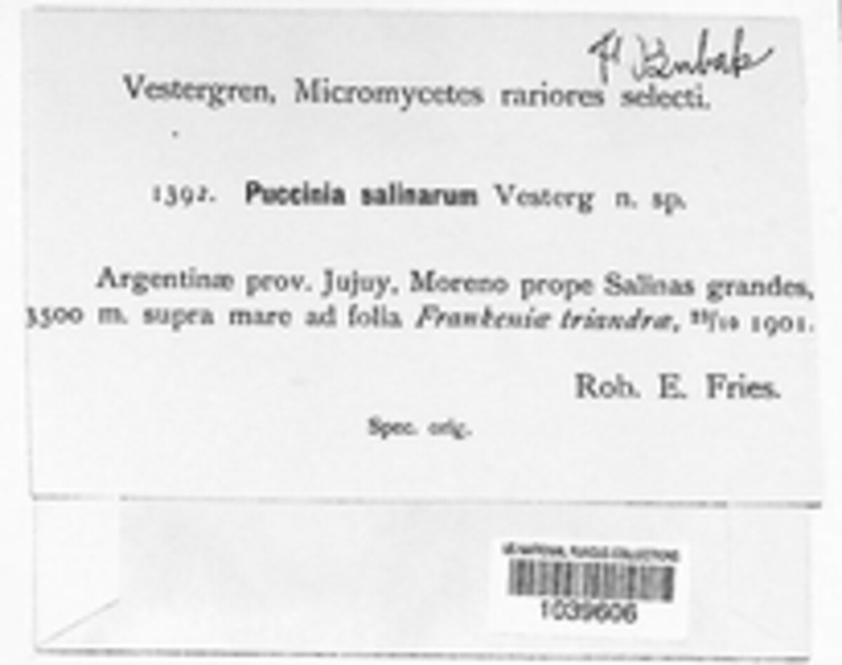 Puccinia salinarum image